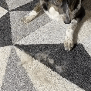 PETVERA™ Magic Brush Kedi Köpek Tüy Toplayıcı